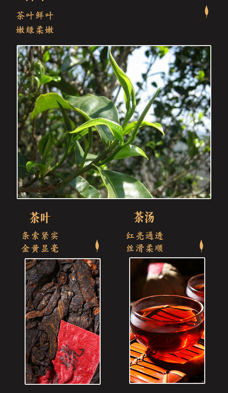 2021 Marquis 50g*4 Ripe Tuo Tea